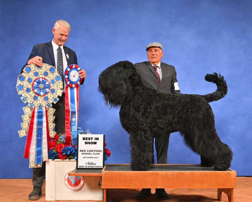 BIS (Best in Show) Hurricane, UT 2024;