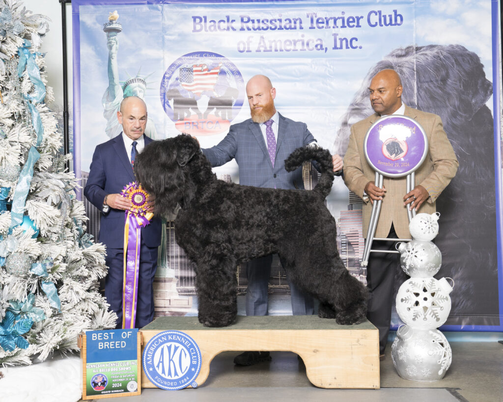 BOB winner of the Black Russian Terrier Club of America Nationals 2024;